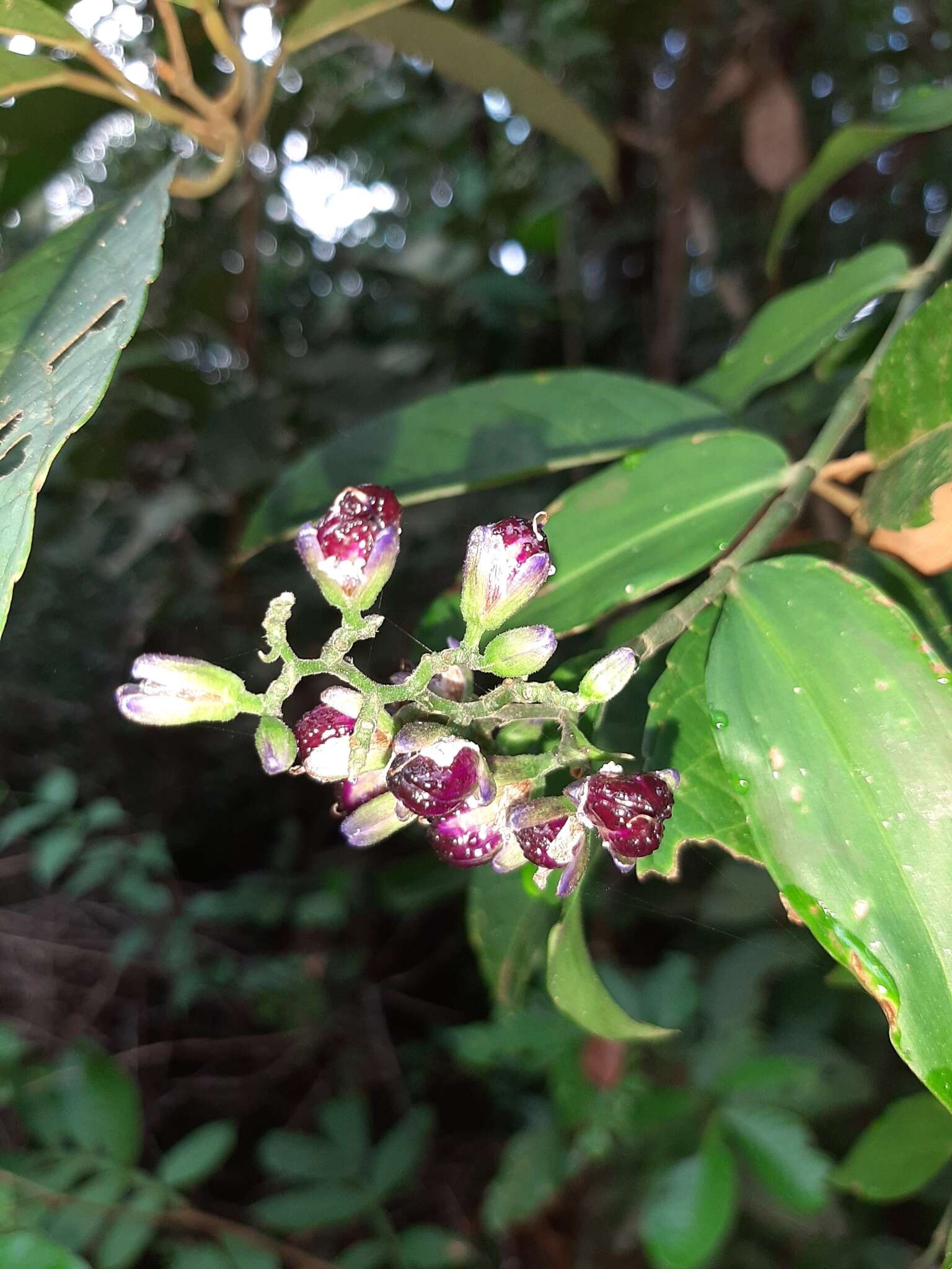 Image of Dichorisandra hexandra (Aubl.) C. B. Clarke