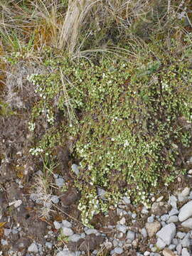 Image of Pimelea prostrata subsp. vulcanica C. J. Burrows