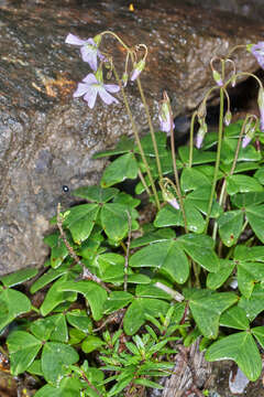 Image of Oxalis dimidiata J. D. Smith