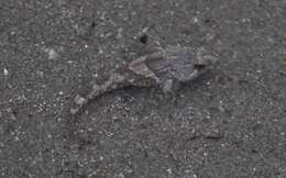 Image of Tidepool sculpin