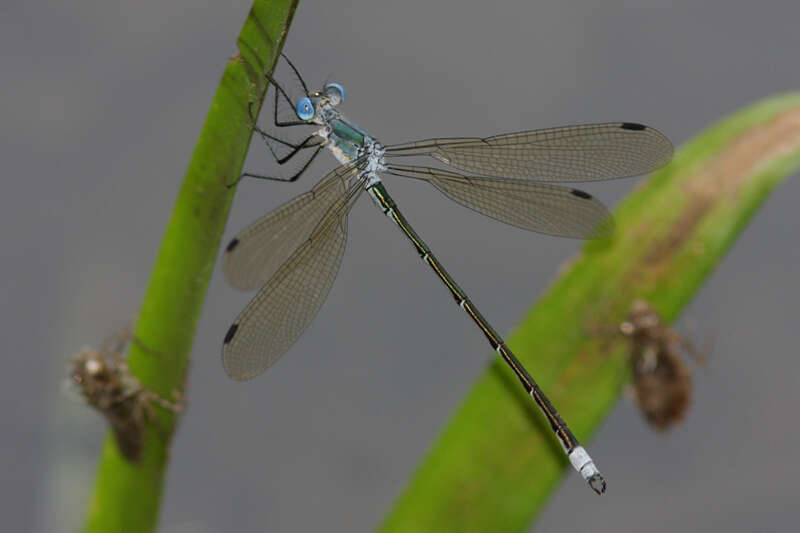 Image of Amber-winged Spreadwing