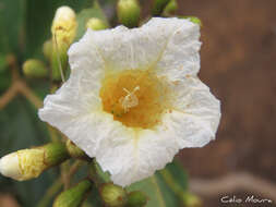 Image of Cordia rufescens A. DC.