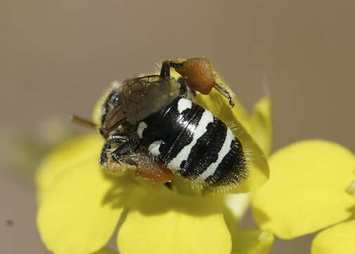 Image of Calliopsis personata Cockerell 1897