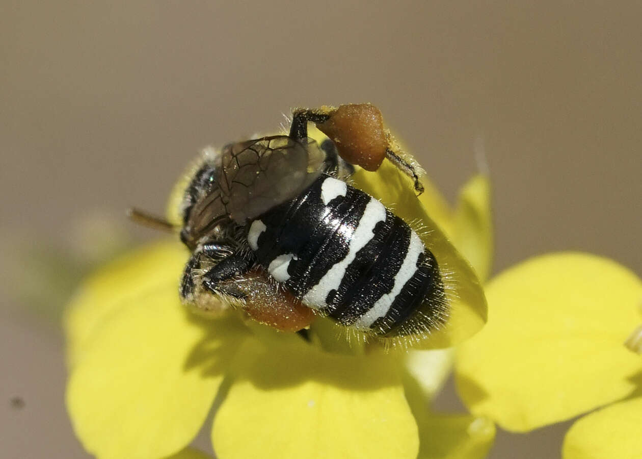 Image of Calliopsis personata Cockerell 1897