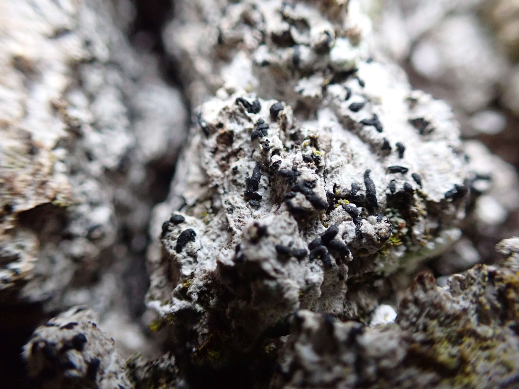 Image of scribble lichen