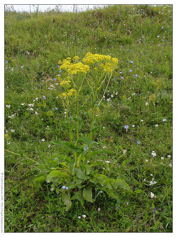 Plancia ëd Senecio doria L.