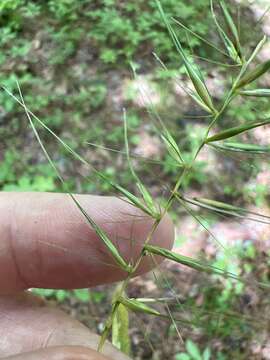 Image of Elymus hystrix var. piedmontanus