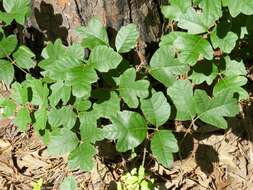 Image of Atlantic Poison Oak