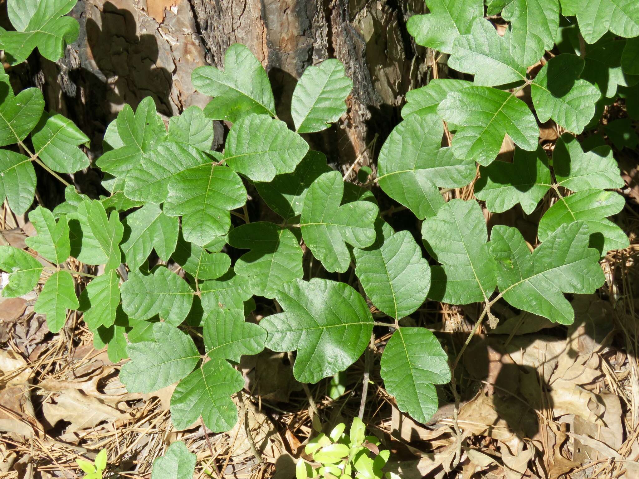 Imagem de Toxicodendron pubescens Mill.