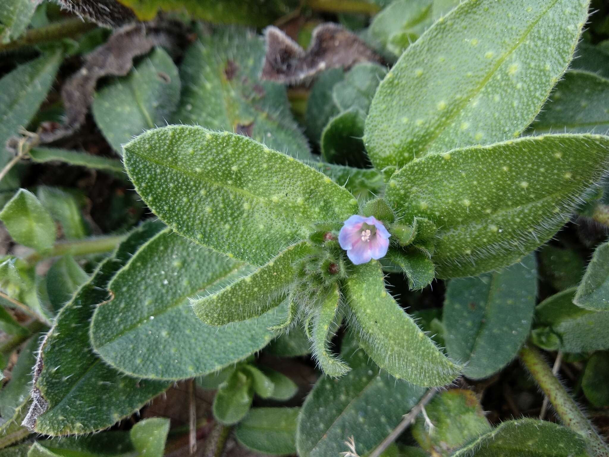 Image of Echium parviflorum Moench