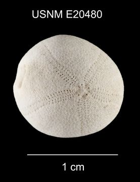 Image of <i>Eurhodia relicta</i> Mooi 1990