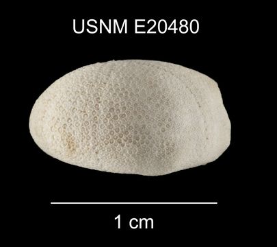Image of <i>Eurhodia relicta</i> Mooi 1990