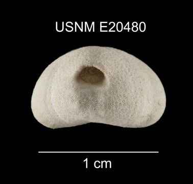 Image of <i>Eurhodia relicta</i> Mooi 1990