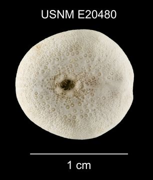 Image of <i>Eurhodia relicta</i> Mooi 1990