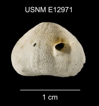 Image of <i>Eurhodia relicta</i> Mooi 1990