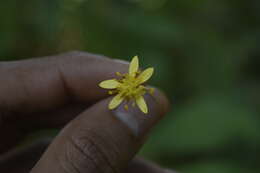 Sivun Roldana petasioides (Greenm.) H. Rob. kuva