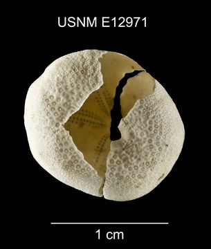Image of <i>Eurhodia relicta</i> Mooi 1990