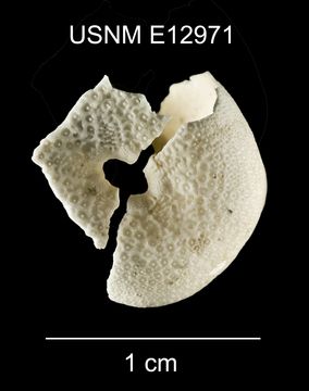 Image of <i>Eurhodia relicta</i> Mooi 1990
