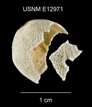 Image of <i>Eurhodia relicta</i> Mooi 1990