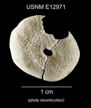 Image of <i>Eurhodia relicta</i> Mooi 1990
