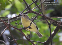 Image of Fairy Gerygone