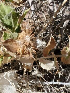 Image of hollyleaf bur ragweed