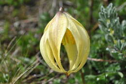 Image of Lilium lophophorum (Bureau & Franch.) Franch.