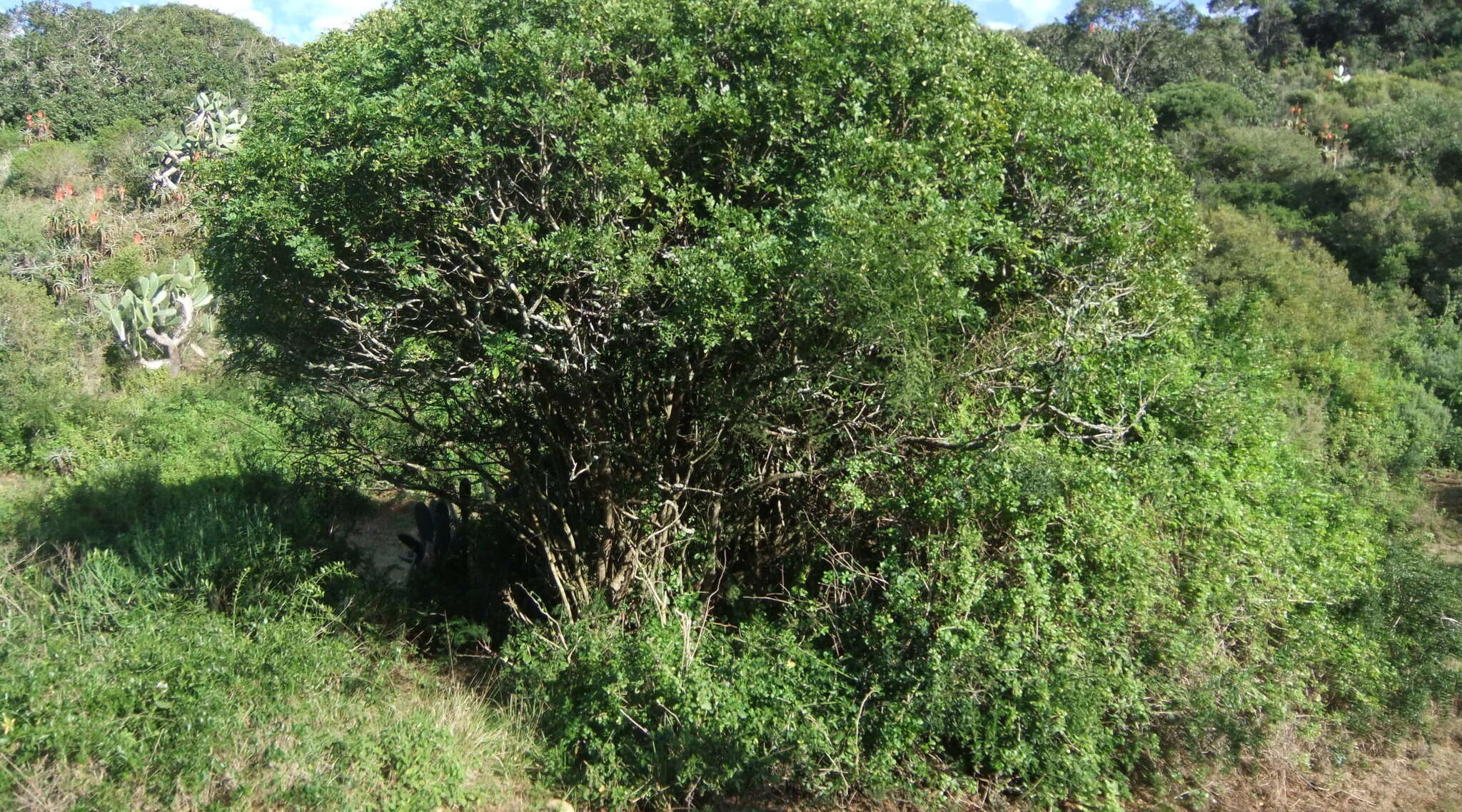 Plancia ëd <i>Clausena <i>anisata</i></i> var. anisata