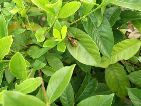 Image of Polistes rothneyi Cameron 1900