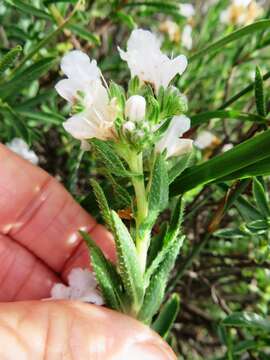 Image of Microloma sagittatum (L.) R. Br.