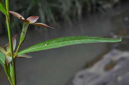 Слика од Ludwigia longifolia (DC.) Hara