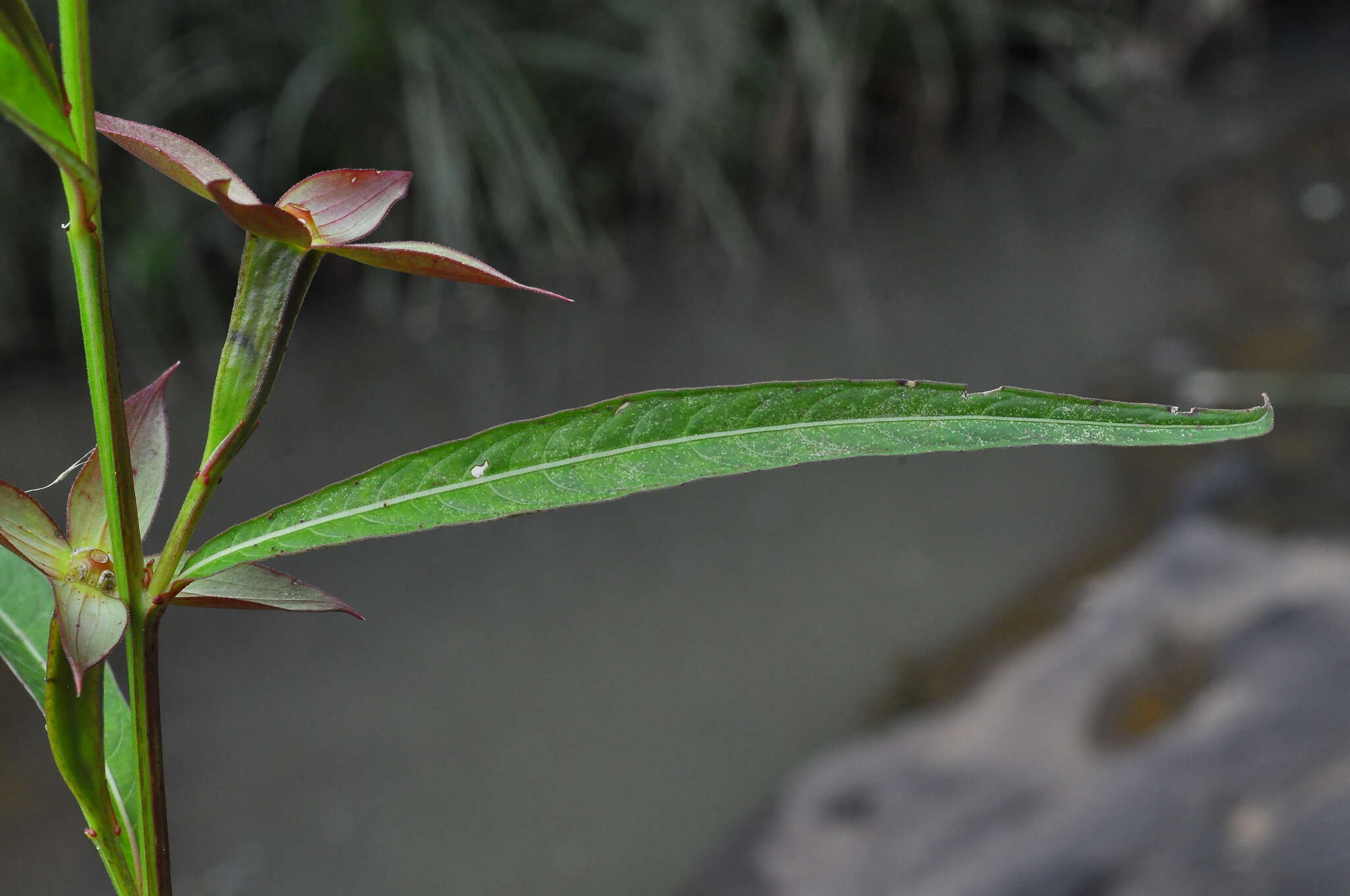 Image de Ludwigia longifolia (DC.) Hara