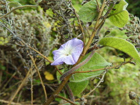 Image of Convolvulus canariensis L.