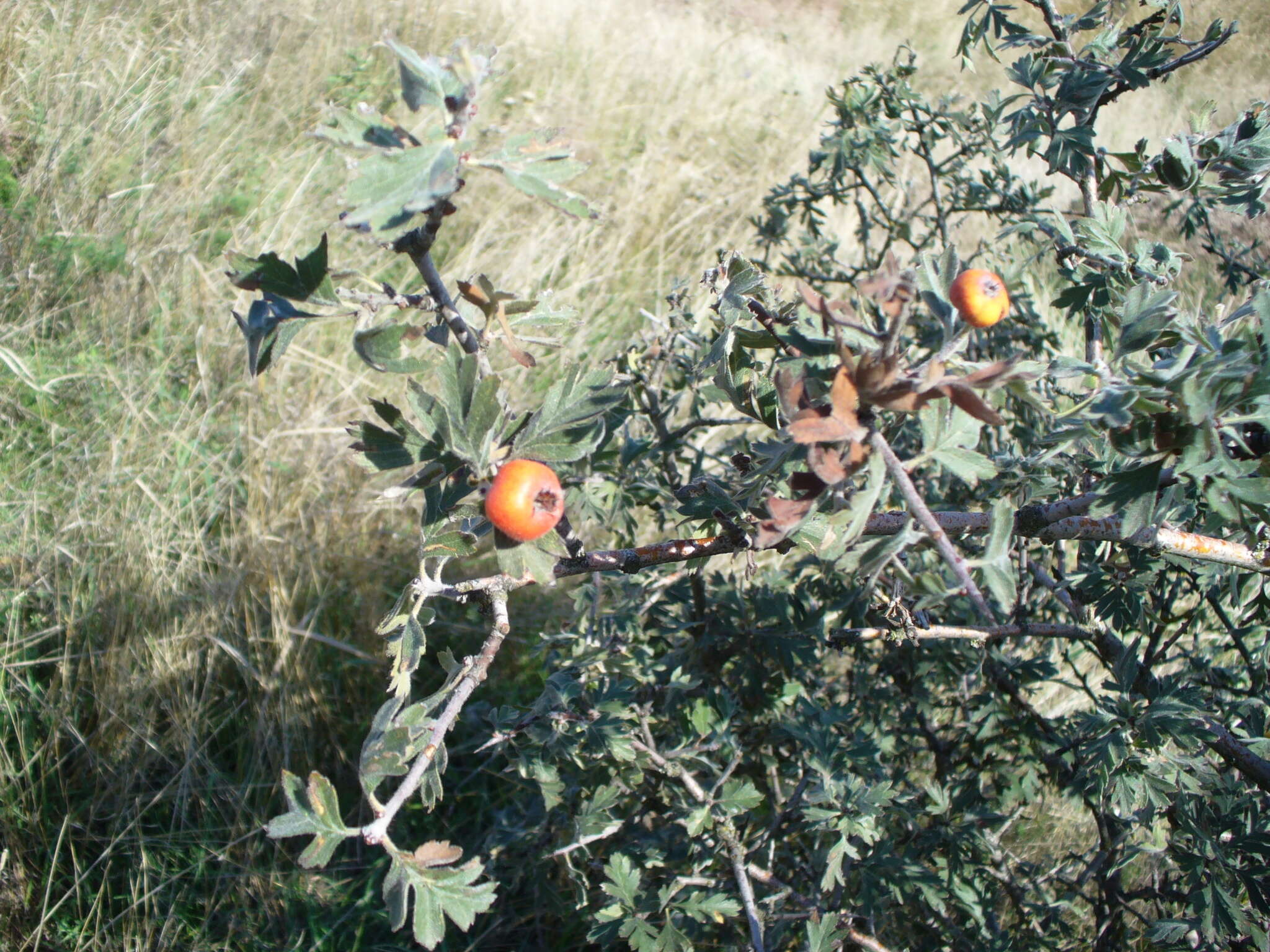 Sivun Crataegus orientalis subsp. pojarkovae (Kossych) J. I. Byatt kuva