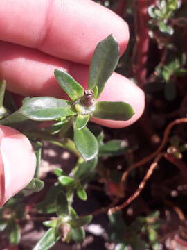 Image of Portulaca cryptopetala Speg.