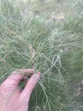 Image of Sonchus capillaris Svent.