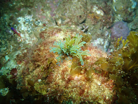 Image of Brown algae