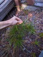 Image of Mendocino Sedge