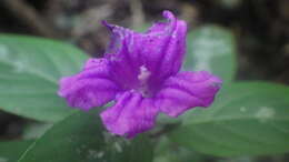 Image of Ruellia cyanea Boj. ex Nees