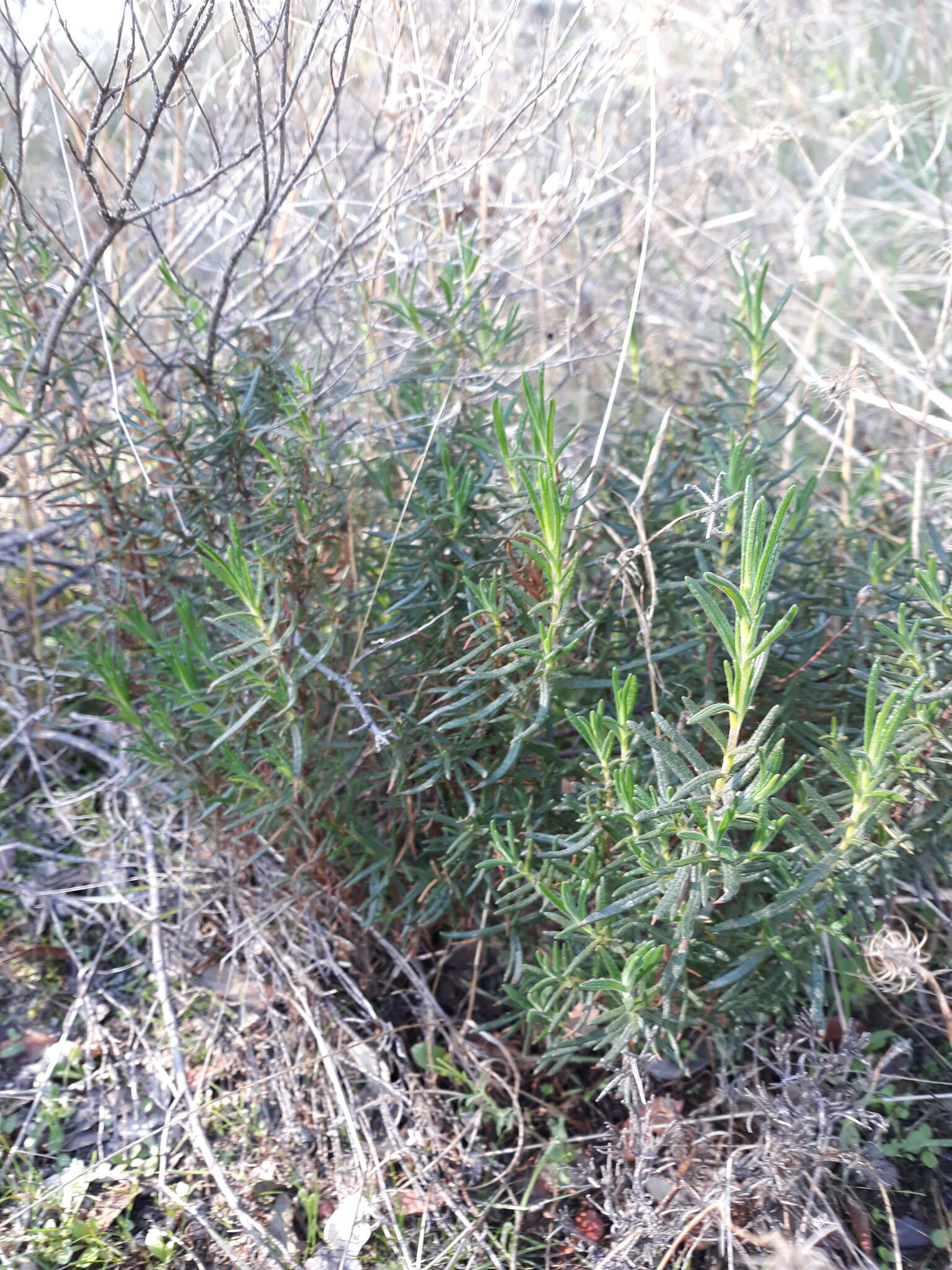 Image of Halimium umbellatum subsp. umbellatum