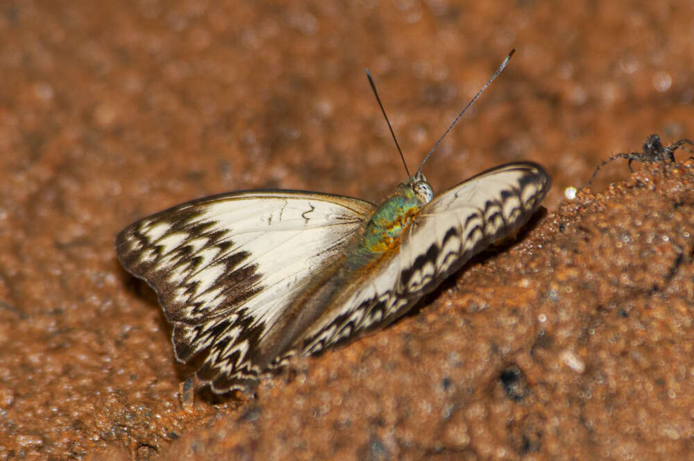 Image of Cymothoe althea Cramer 1779