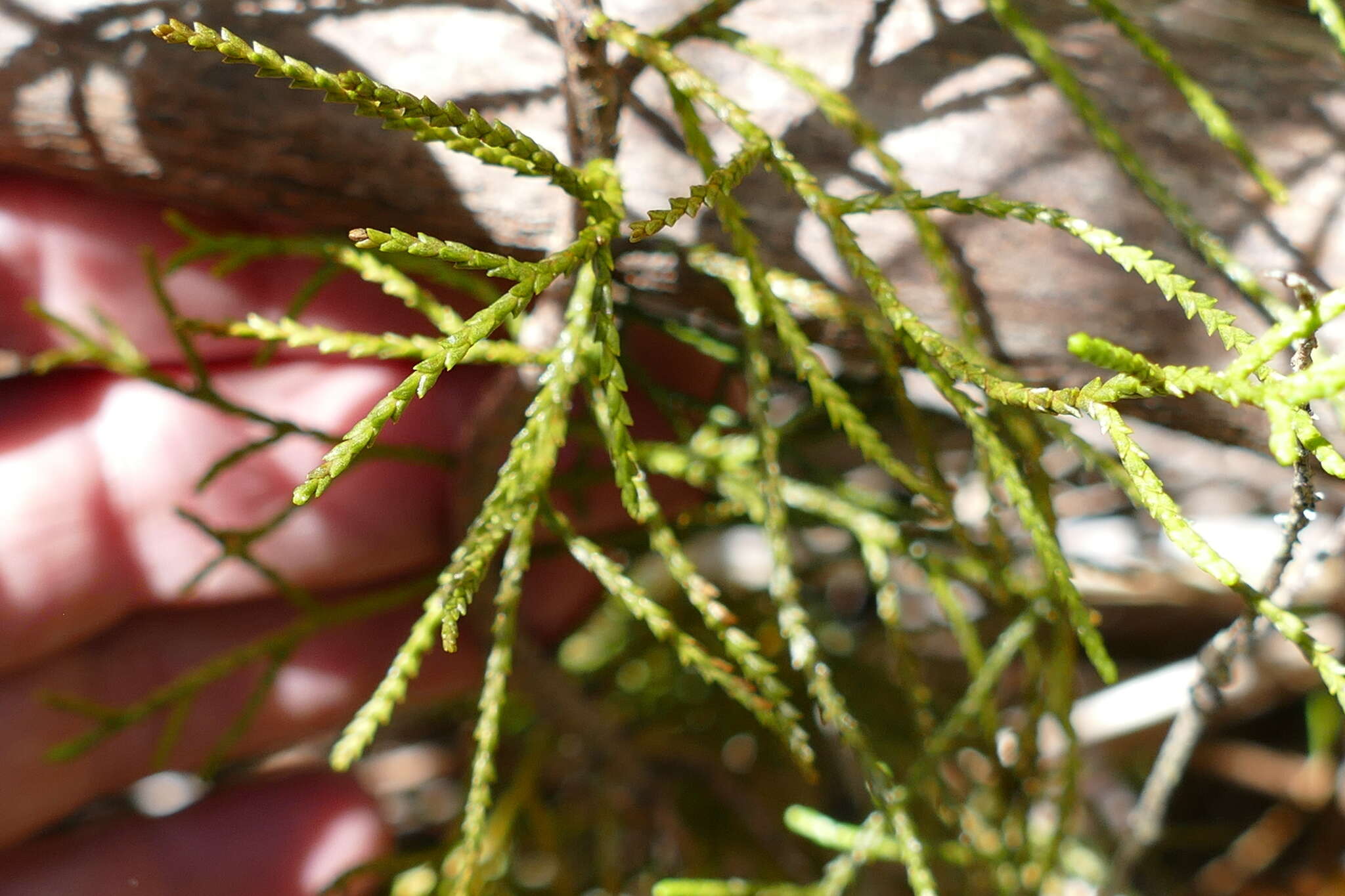 Image of Silver Pine