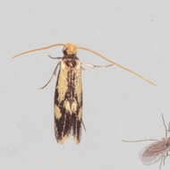 Image of Isocorypha mediostriatella (Clemens 1865)