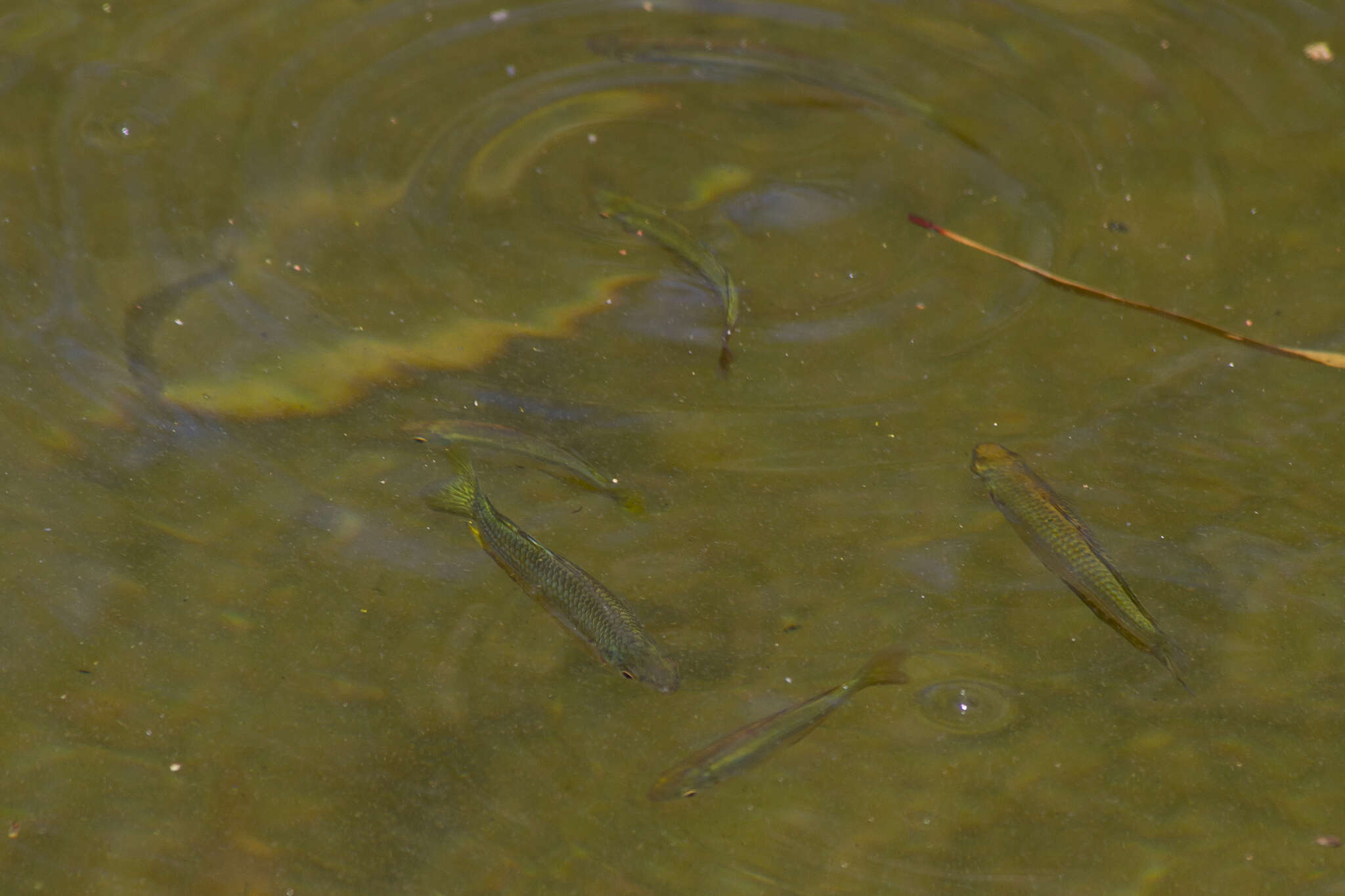 Image of Checkered rainbowfish