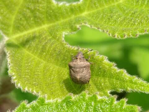 Image of <i>Dybowskyia reticulata</i>