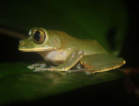 Image de Leptopelis occidentalis Schiøtz 1967