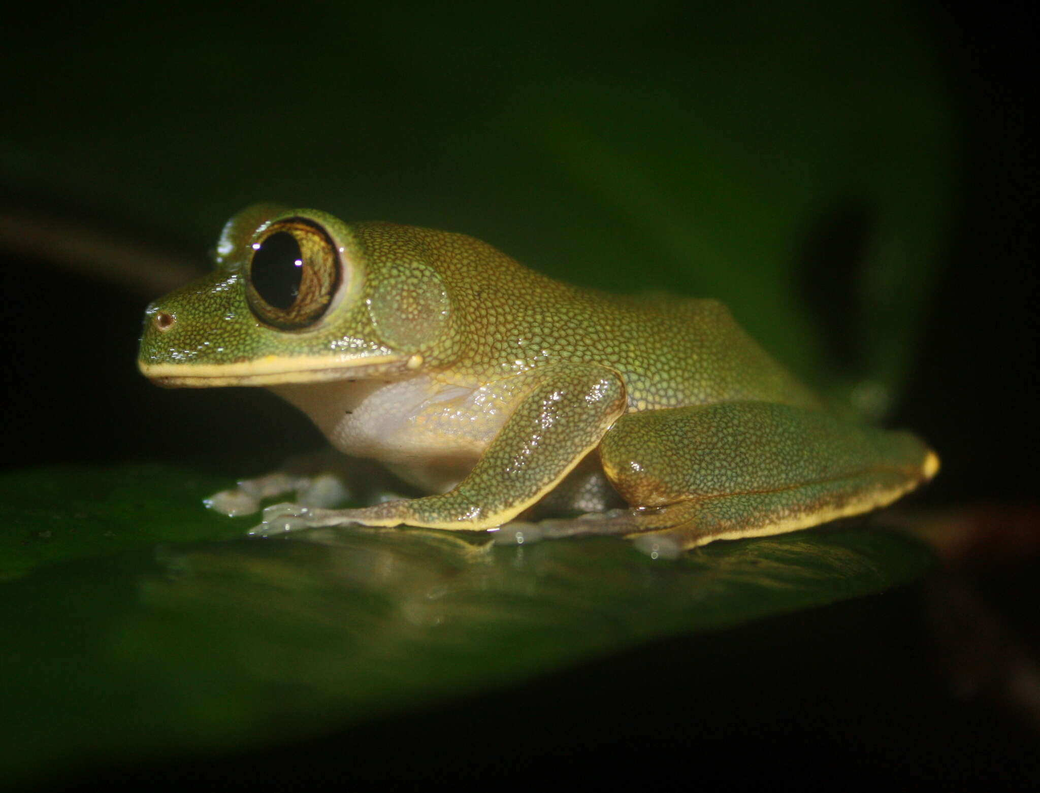 Image of Tai Forest Treefrog