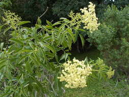 Sivun <i>Sambucus cerulea</i> kuva