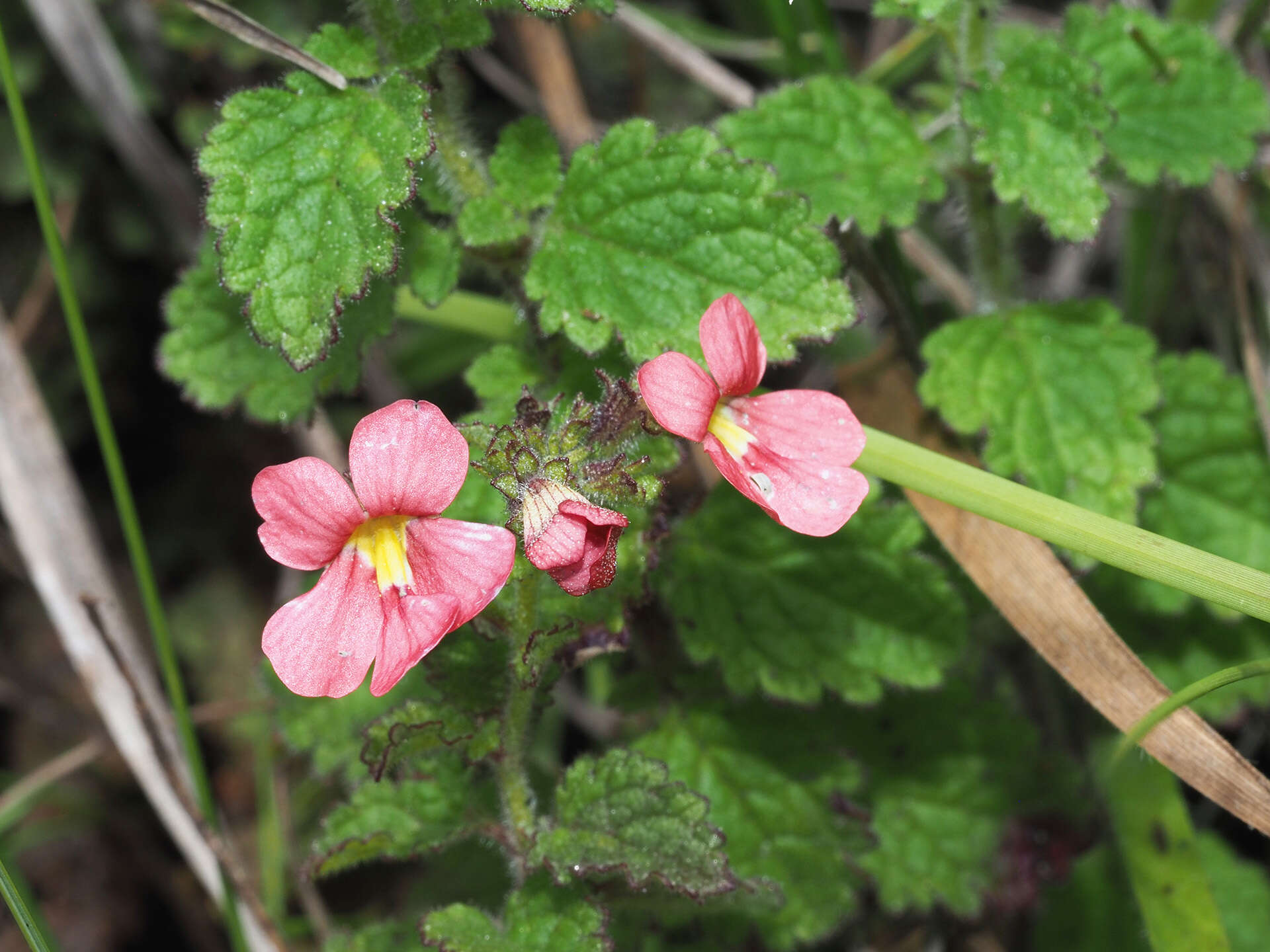 Image of Jamesbrittenia breviflora (Schltr.) O. M. Hilliard