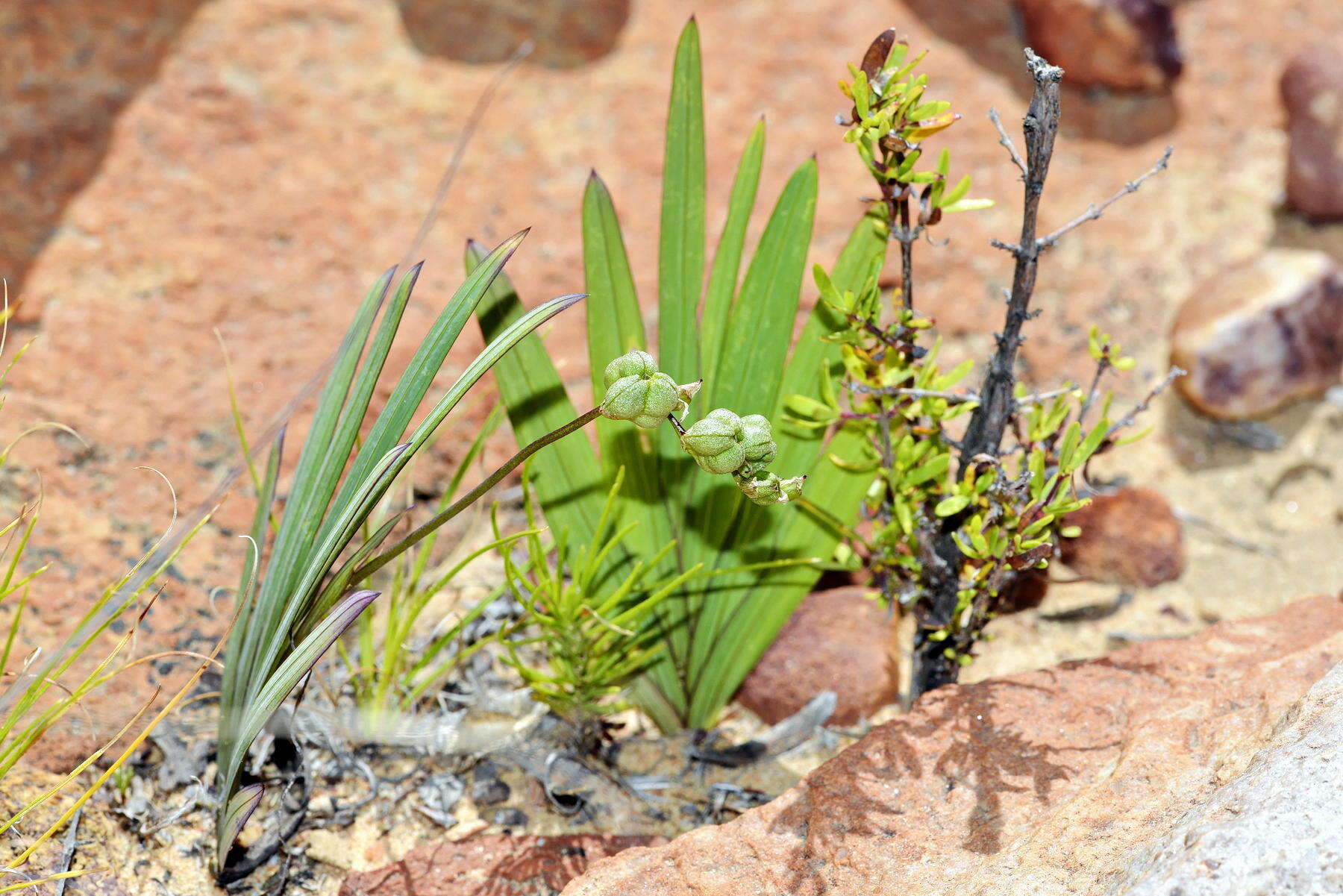 Image of Freesia occidentalis L. Bolus